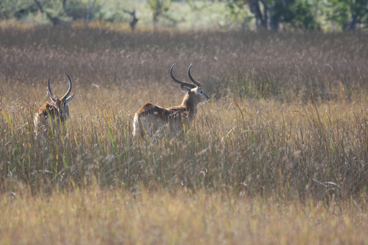 [18583] 2016_06_28_03_55_10_Africa_Canon_EOS_40D_IMG__00287.jpg