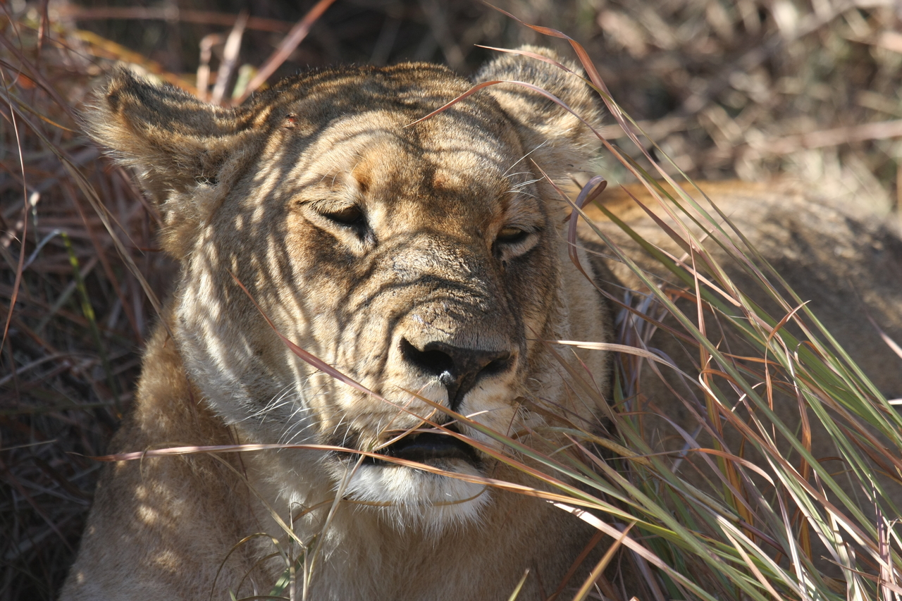 [18606] 2016_06_28_04_03_09_Africa_Canon_EOS_40D_IMG__02682.jpg