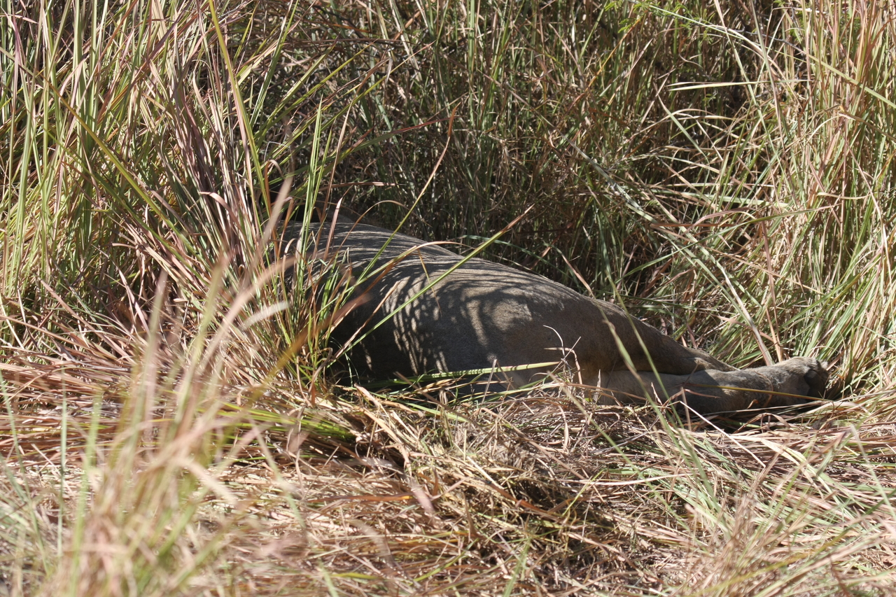 [18643] 2016_06_28_04_04_35_Africa_Canon_EOS_40D_IMG__02695.jpg