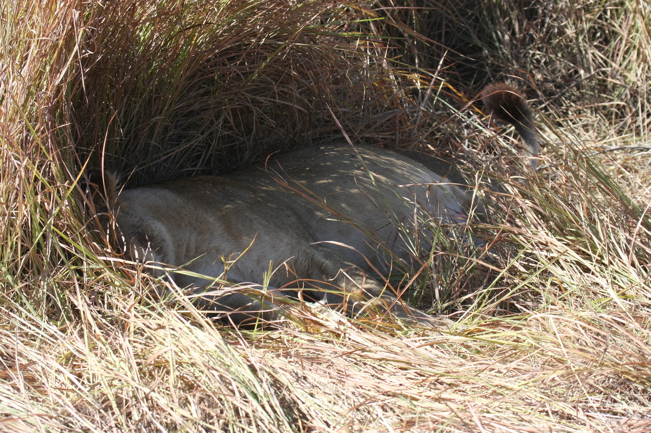 [18645] 2016_06_28_04_04_44_Africa_Canon_EOS_40D_IMG__00309.jpg