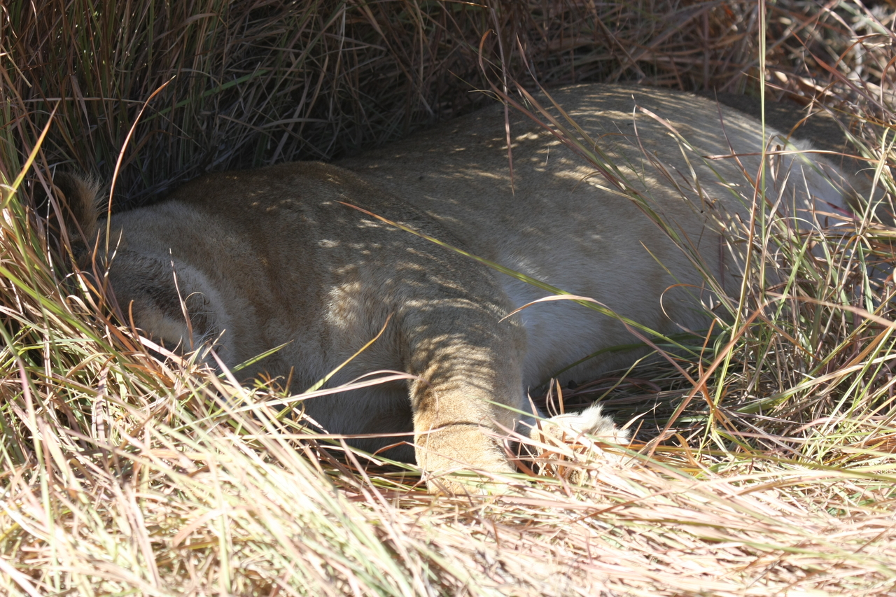 [18649] 2016_06_28_04_10_16_Africa_Canon_EOS_40D_IMG__02697.jpg