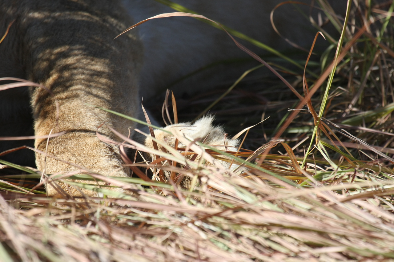 [18651] 2016_06_28_04_10_32_Africa_Canon_EOS_40D_IMG__00311.jpg