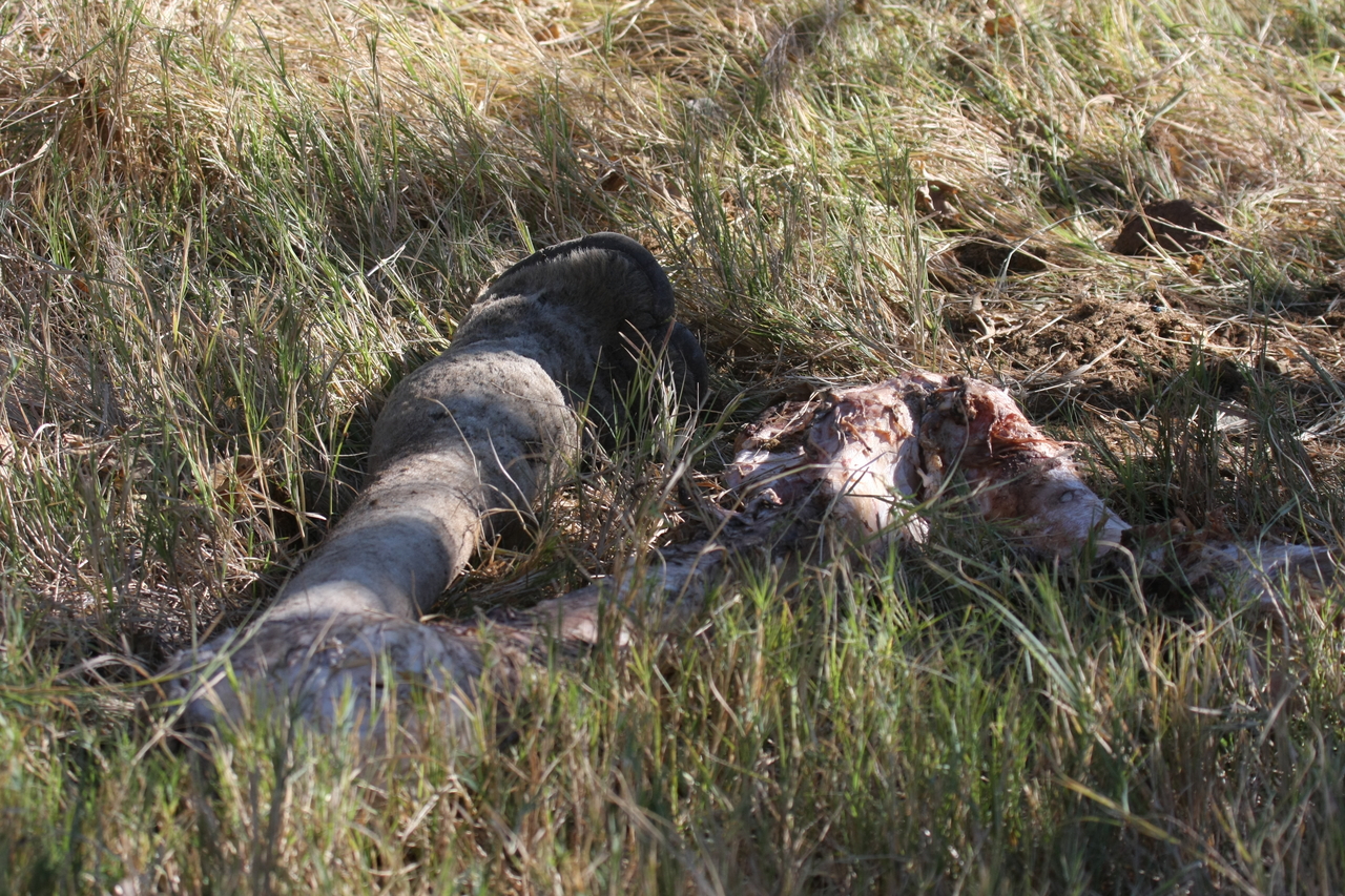 [18657] 2016_06_28_04_14_37_Africa_Canon_EOS_40D_IMG__00314.jpg