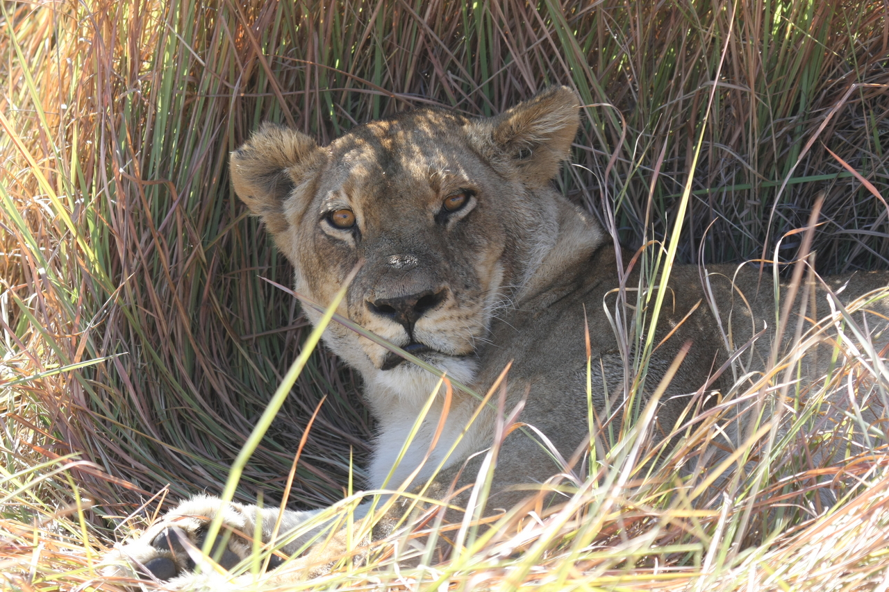 [18667] 2016_06_28_04_15_42_Africa_Canon_EOS_40D_IMG__00318.jpg