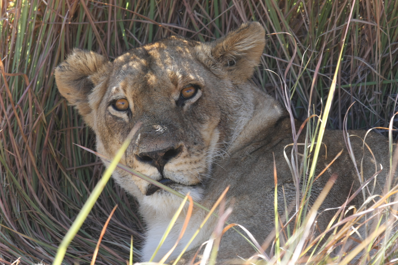 [18678] 2016_06_28_04_15_45_Africa_Canon_EOS_40D_IMG__10153.jpg