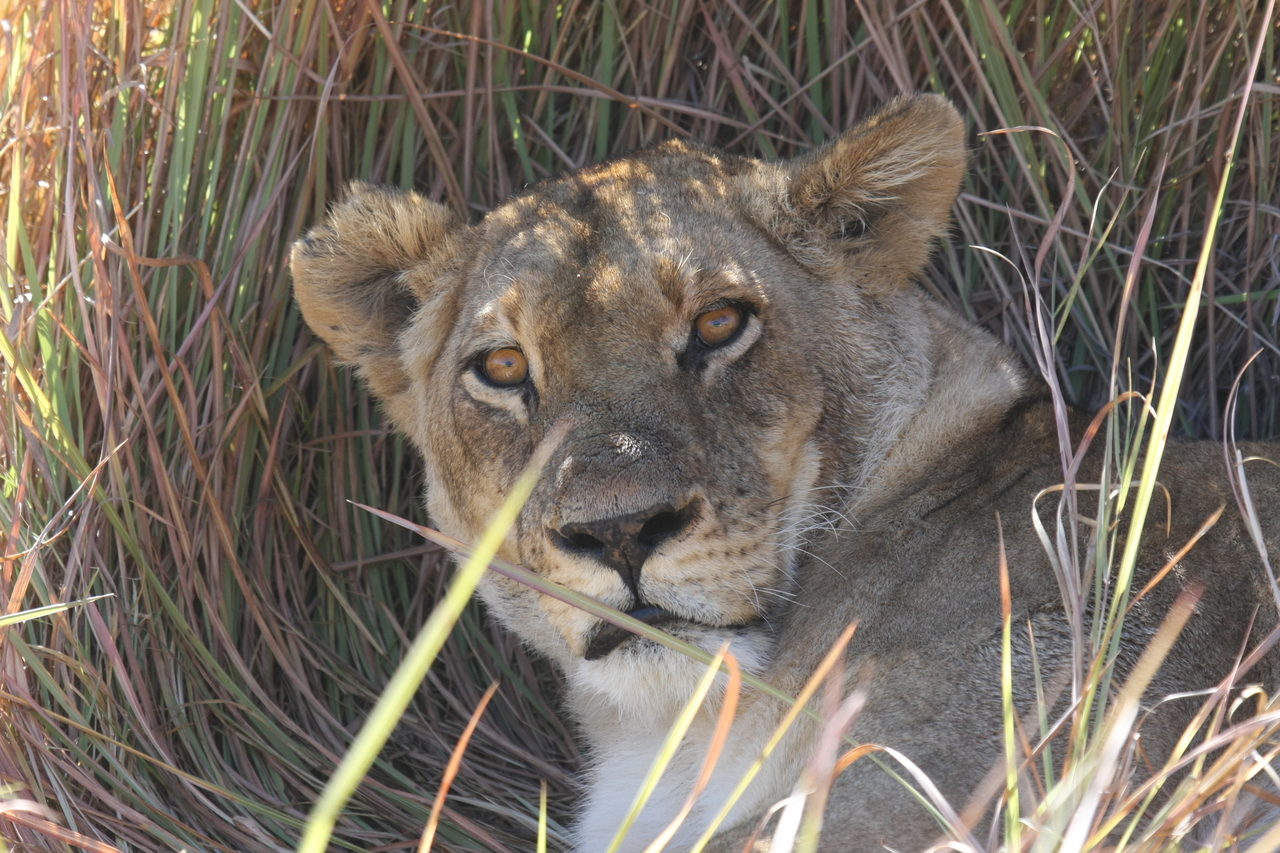 [18680] 2016_06_28_04_15_45_Africa_Canon_EOS_40D_IMG__10155.jpg