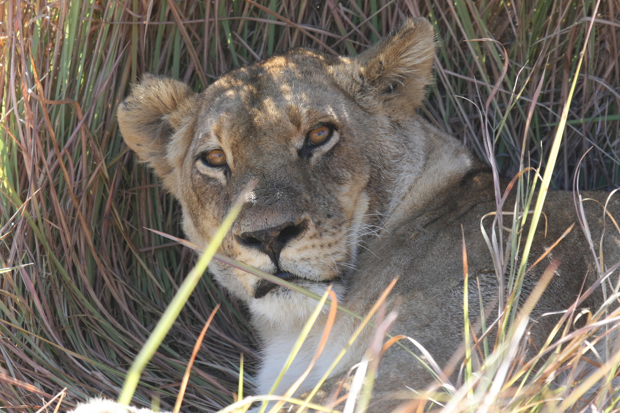 [18683] 2016_06_28_04_15_47_Africa_Canon_EOS_40D_IMG__00325.jpg