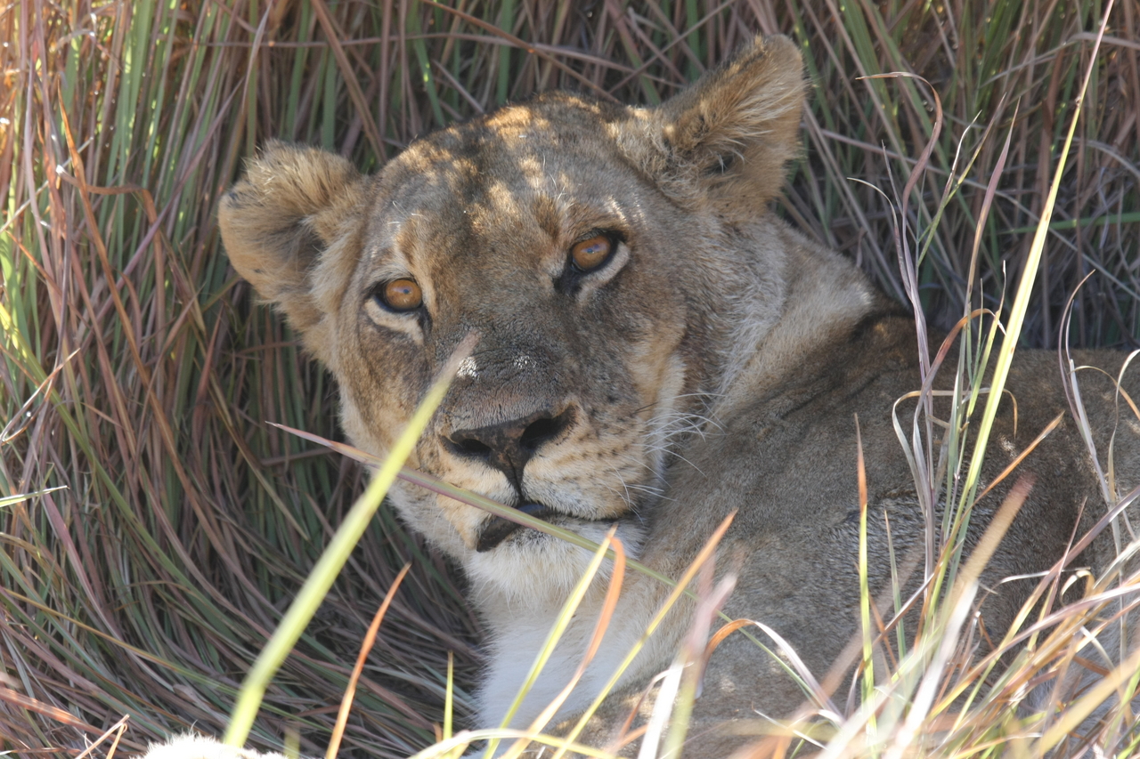 [18685] 2016_06_28_04_15_47_Africa_Canon_EOS_40D_IMG__02710.jpg