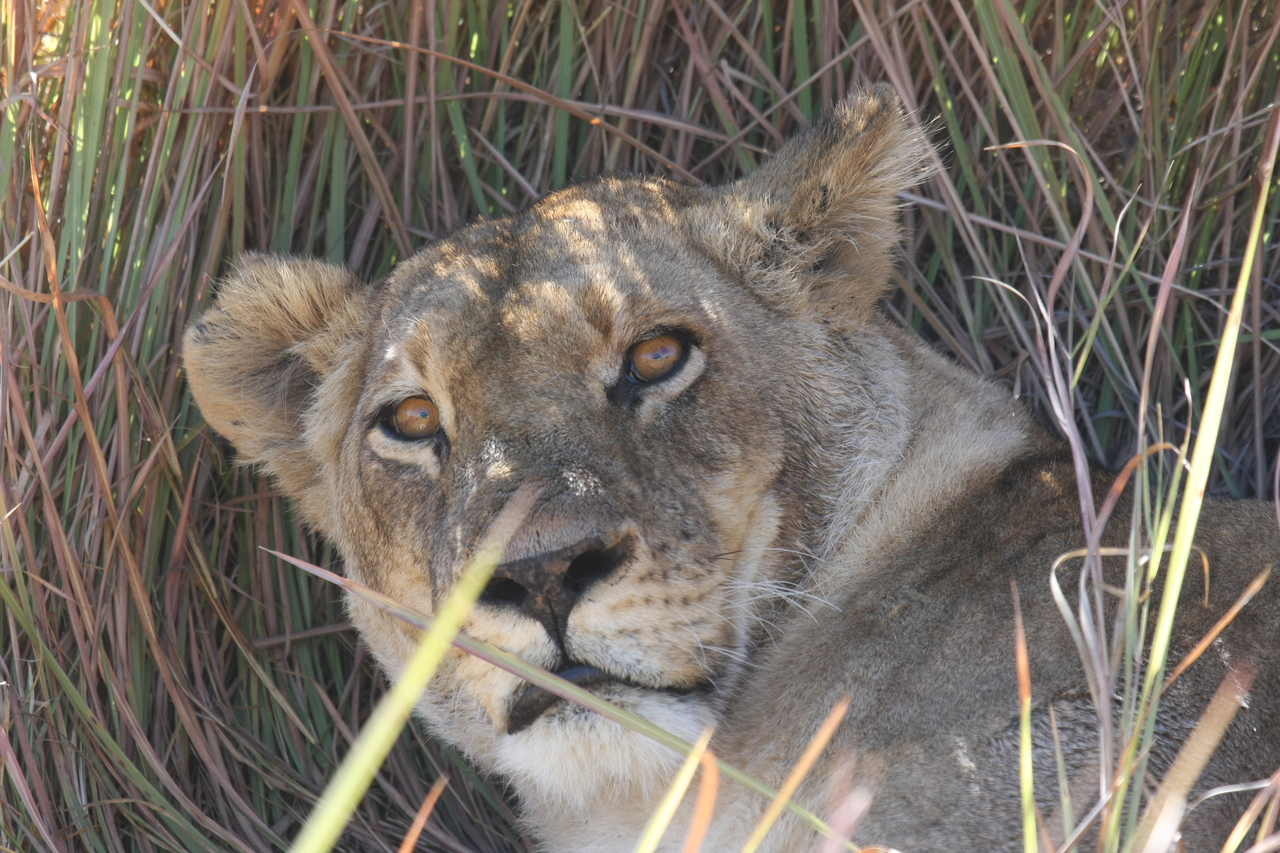 [18700] 2016_06_28_04_16_00_Africa_Canon_EOS_40D_IMG__00330.jpg