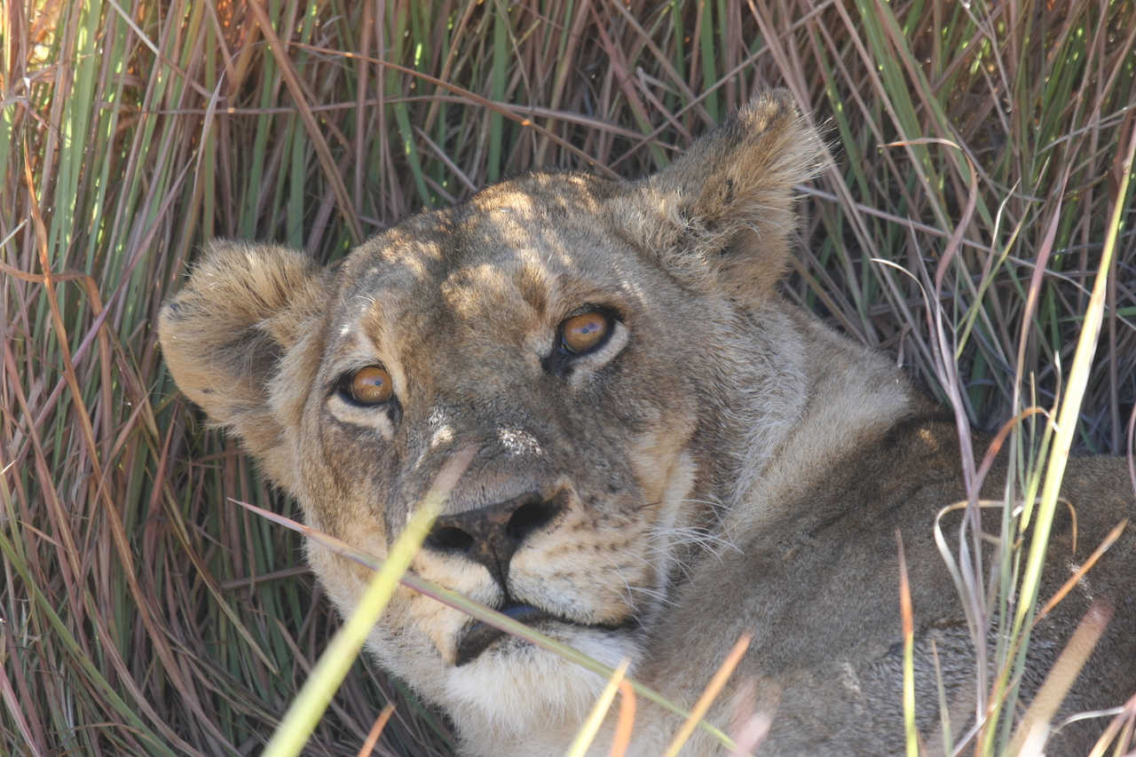 [18705] 2016_06_28_04_16_00_Africa_Canon_EOS_40D_IMG__10163.jpg