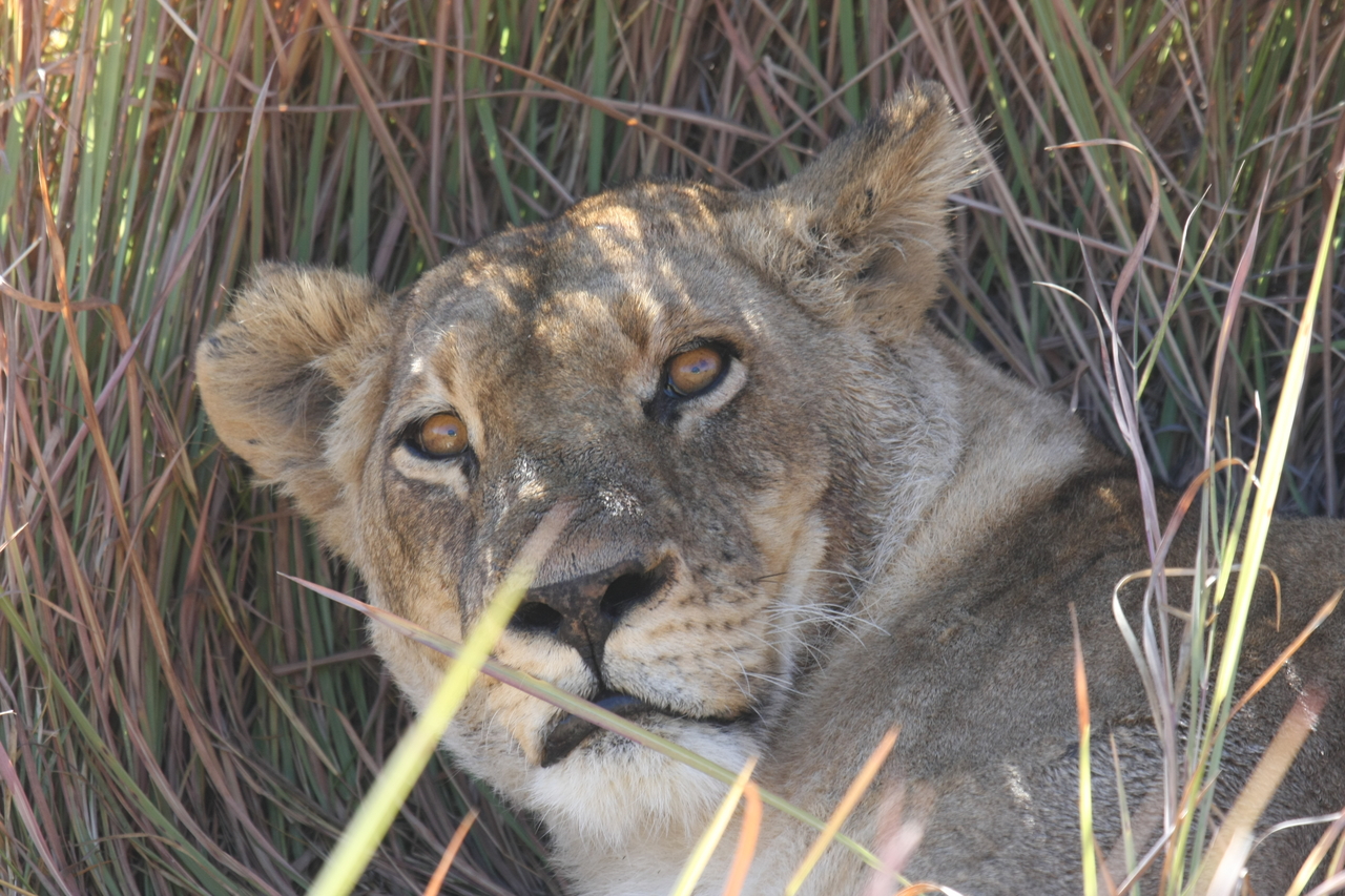 [18707] 2016_06_28_04_16_00_Africa_Canon_EOS_40D_IMG__10165.jpg