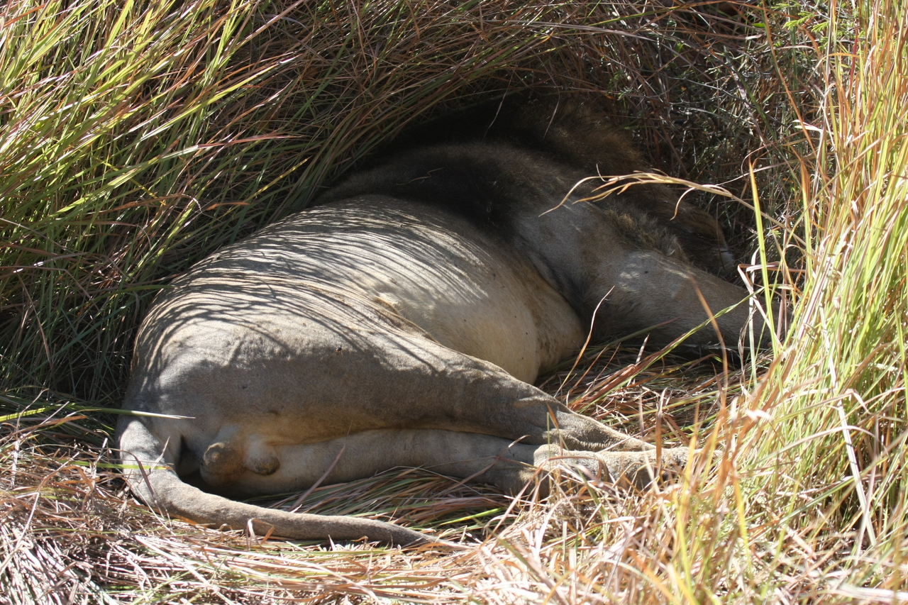 [18720] 2016_06_28_04_16_31_Africa_Canon_EOS_40D_IMG__00338.jpg