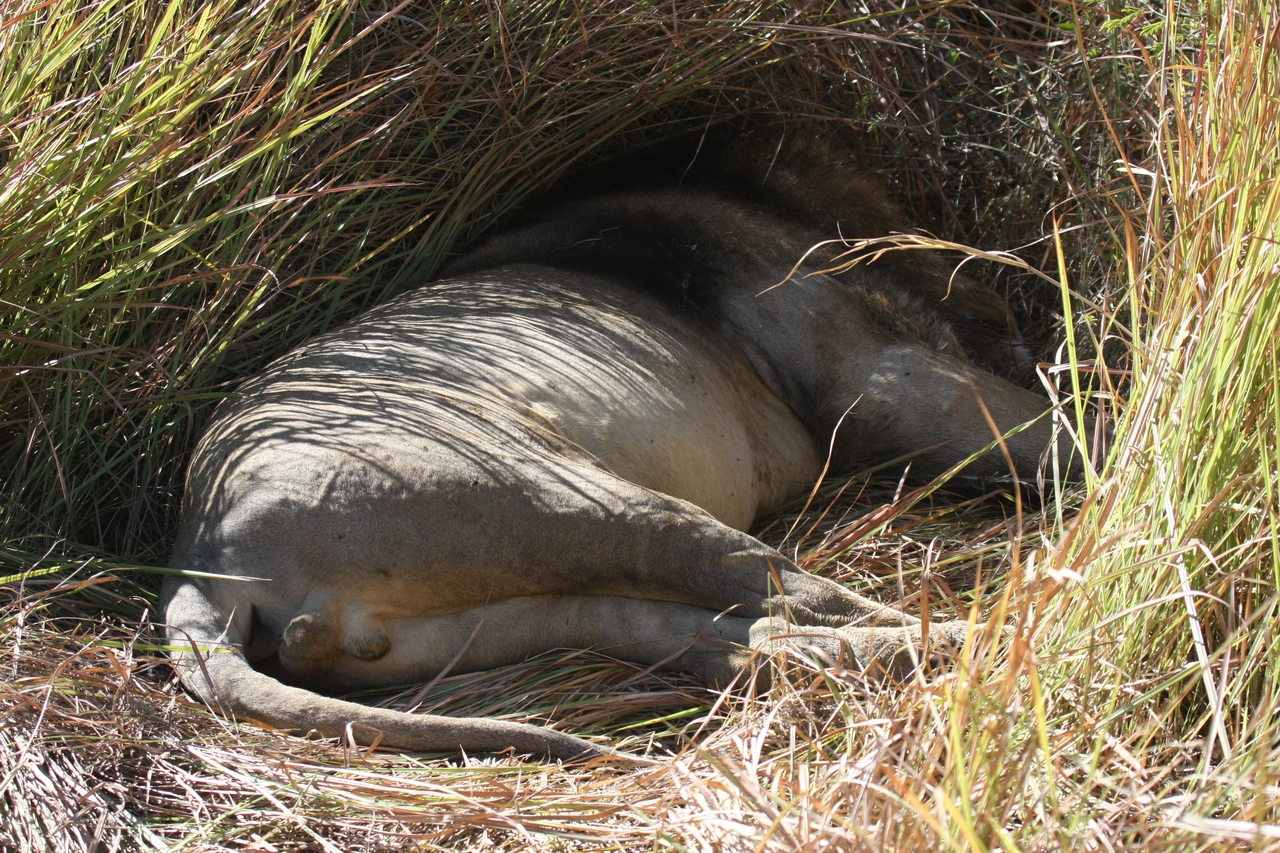 [18725] 2016_06_28_04_16_31_Africa_Canon_EOS_40D_IMG__10173.jpg