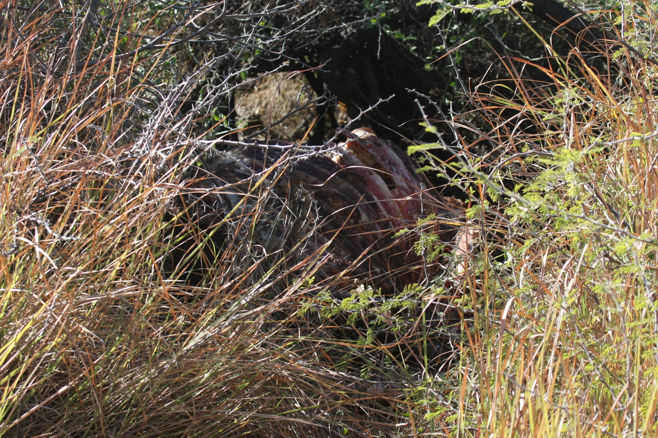 [18726] 2016_06_28_04_16_37_Africa_Canon_EOS_40D_IMG__00340.jpg