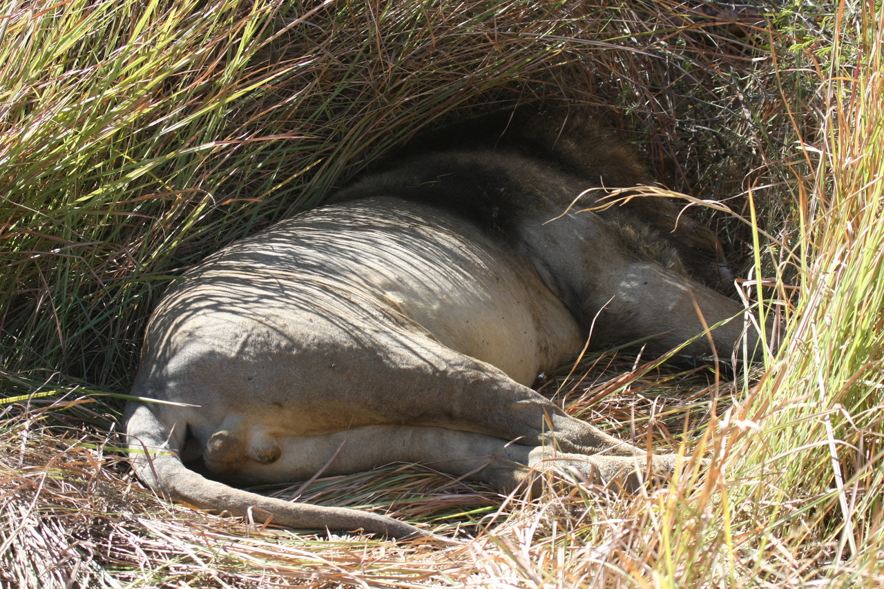 [18734] 2016_06_28_04_16_46_Africa_Canon_EOS_40D_IMG__02729.jpg