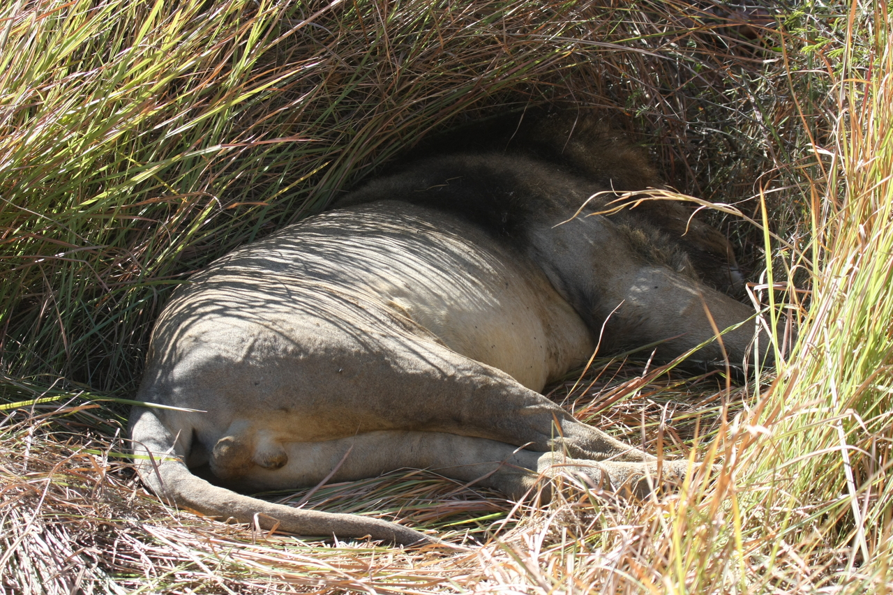 [18735] 2016_06_28_04_16_46_Africa_Canon_EOS_40D_IMG__02730.jpg