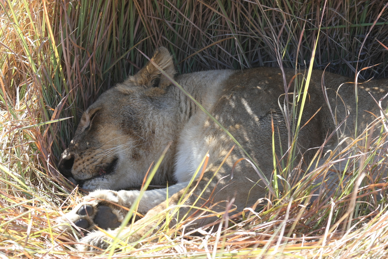 [18738] 2016_06_28_04_17_09_Africa_Canon_EOS_40D_IMG__00344.jpg