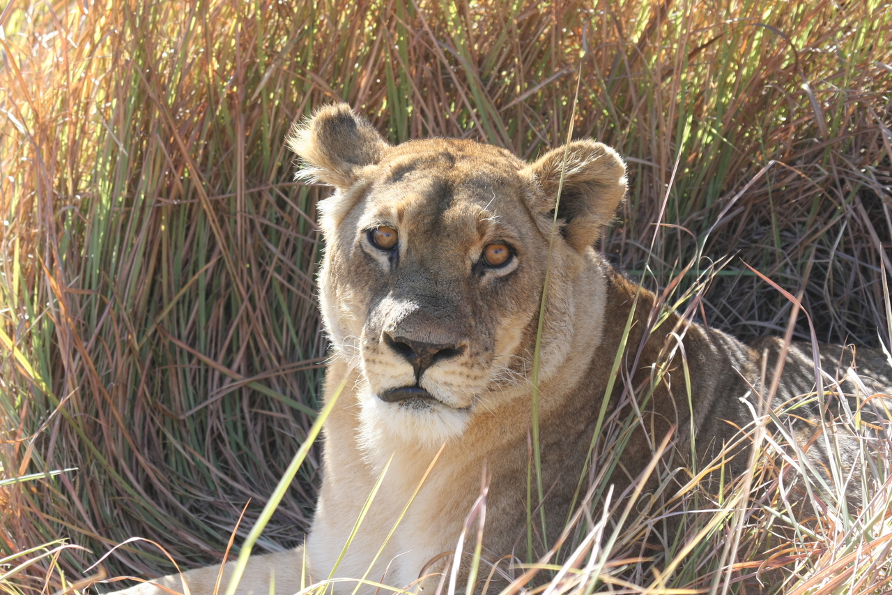 [18783] 2016_06_28_04_17_46_Africa_Canon_EOS_40D_IMG__00361.jpg