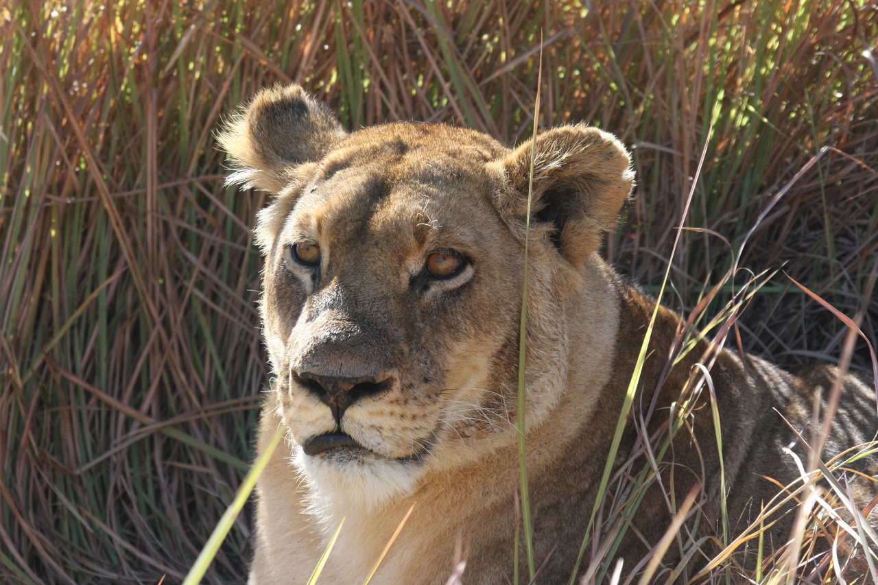 [18795] 2016_06_28_04_17_49_Africa_Canon_EOS_40D_IMG__00365.jpg