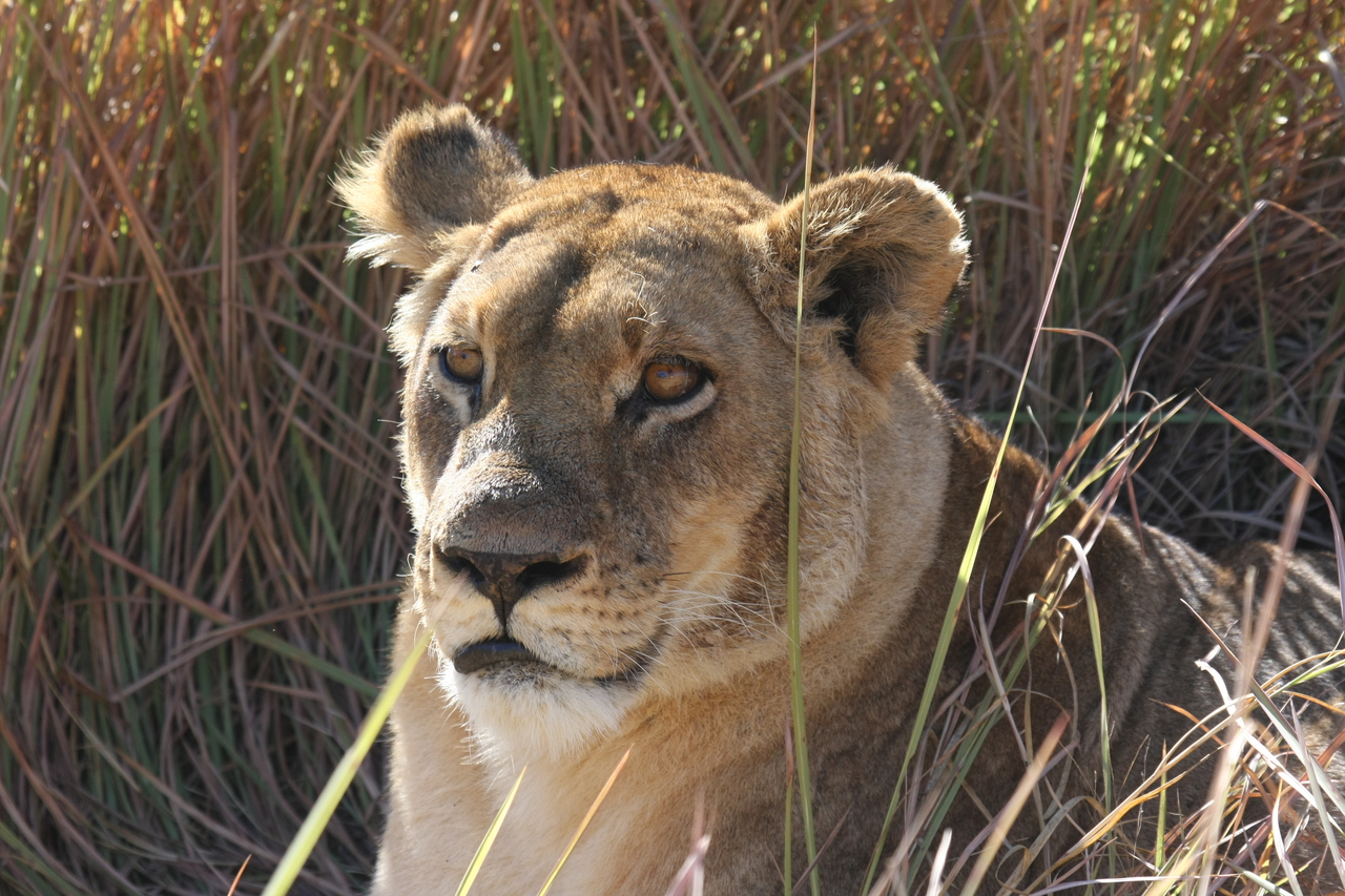 [18802] 2016_06_28_04_17_50_Africa_Canon_EOS_40D_IMG__10200.jpg