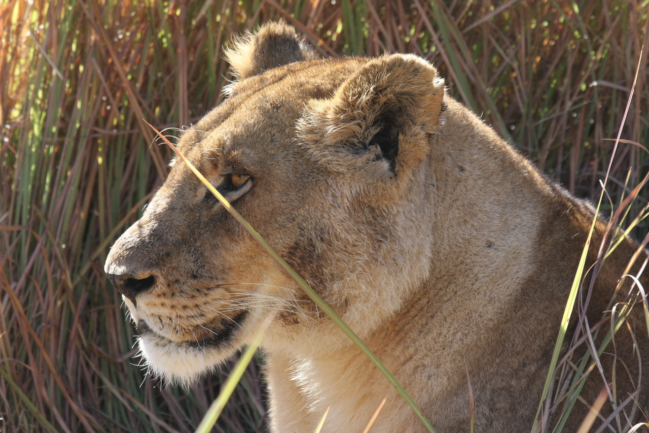 [18812] 2016_06_28_04_18_03_Africa_Canon_EOS_40D_IMG__10205.jpg