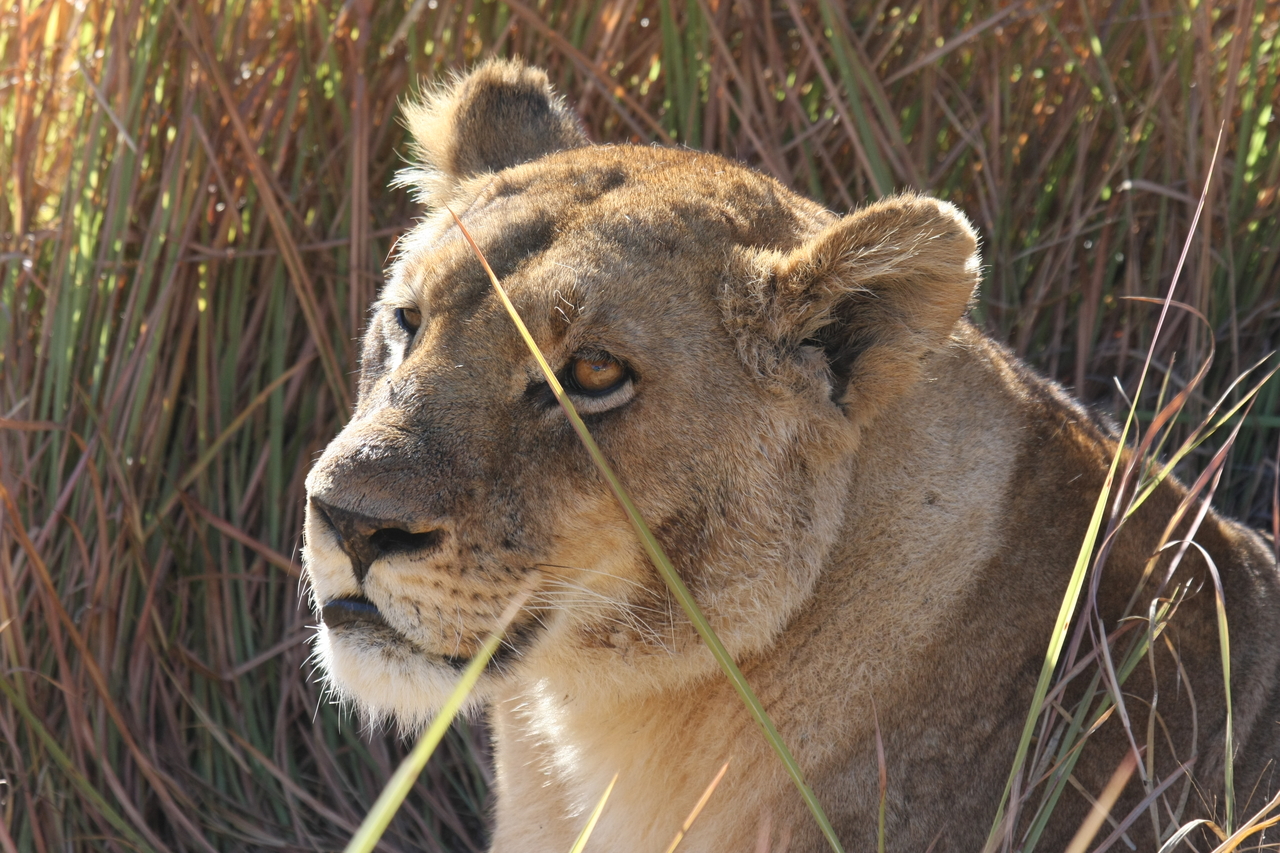 [18832] 2016_06_28_04_18_15_Africa_Canon_EOS_40D_IMG__00377.jpg