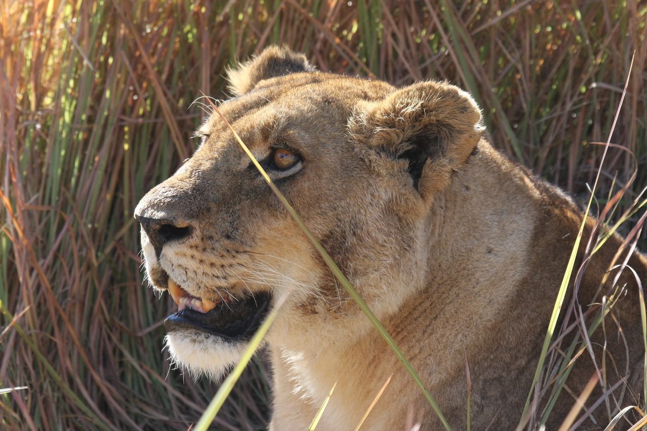 [18846] 2016_06_28_04_18_17_Africa_Canon_EOS_40D_IMG__10216.jpg