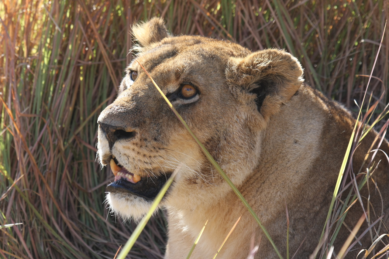 [18862] 2016_06_28_04_18_22_Africa_Canon_EOS_40D_IMG__02774.jpg