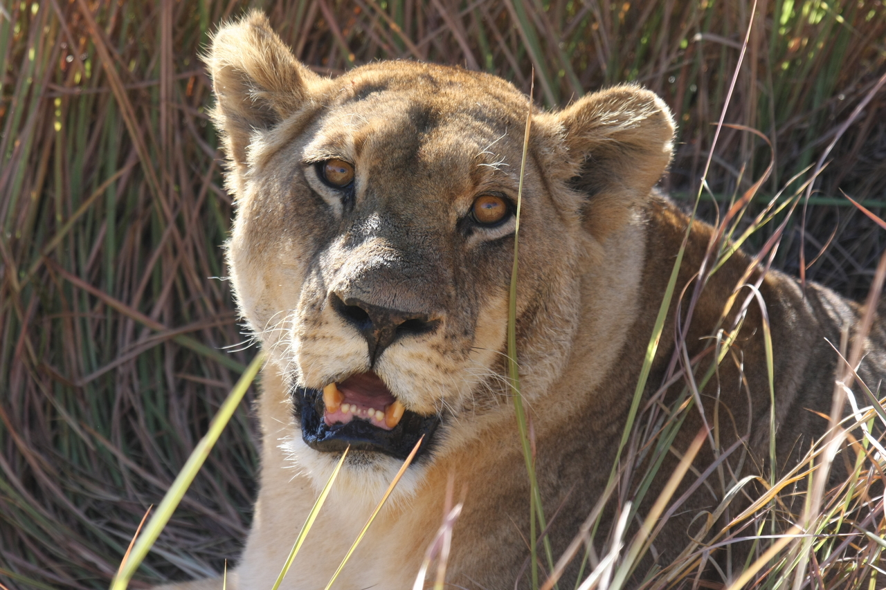 [18876] 2016_06_28_04_18_27_Africa_Canon_EOS_40D_IMG__10227.jpg