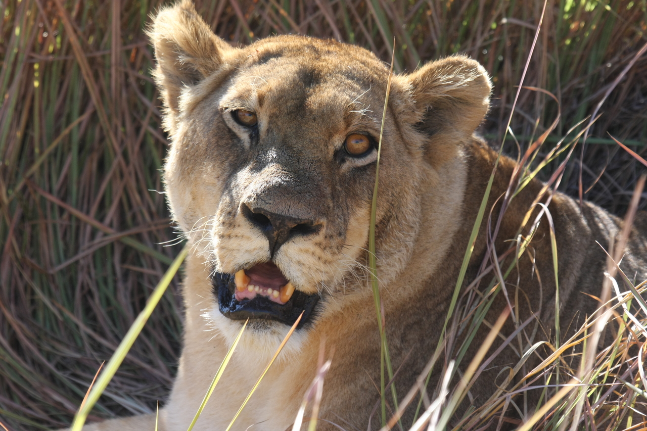 [18877] 2016_06_28_04_18_28_Africa_Canon_EOS_40D_IMG__00394.jpg