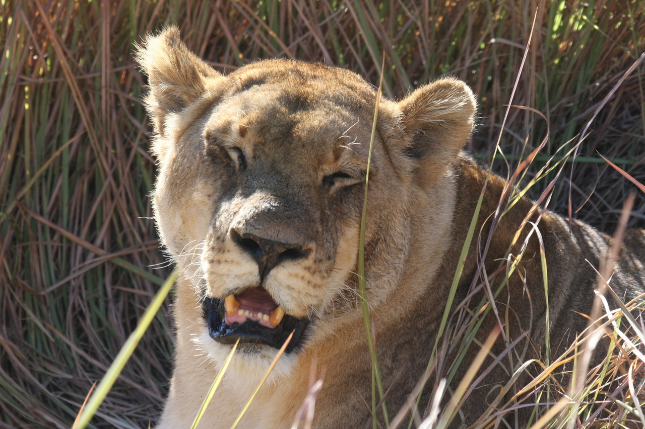 [18879] 2016_06_28_04_18_28_Africa_Canon_EOS_40D_IMG__00396.jpg