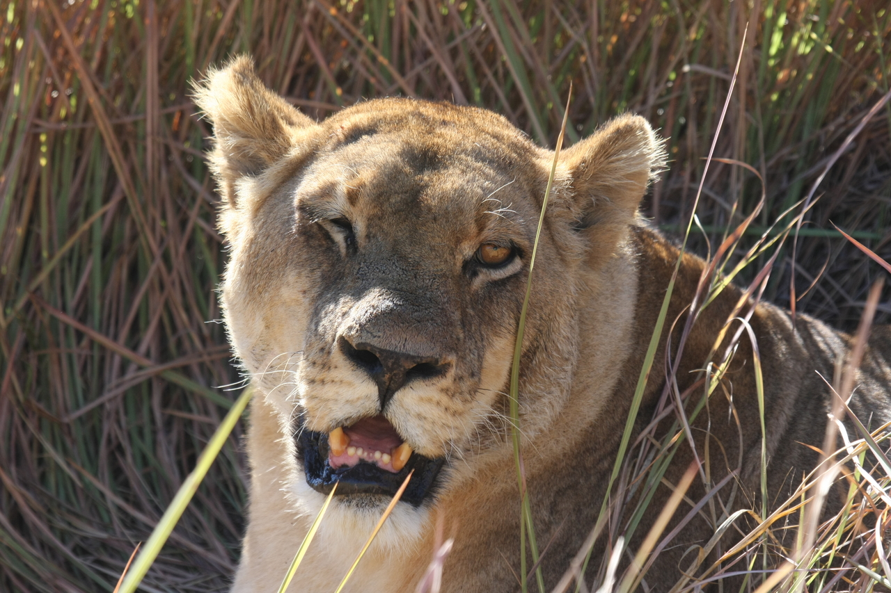 [18890] 2016_06_28_04_18_29_Africa_Canon_EOS_40D_IMG__02785.jpg