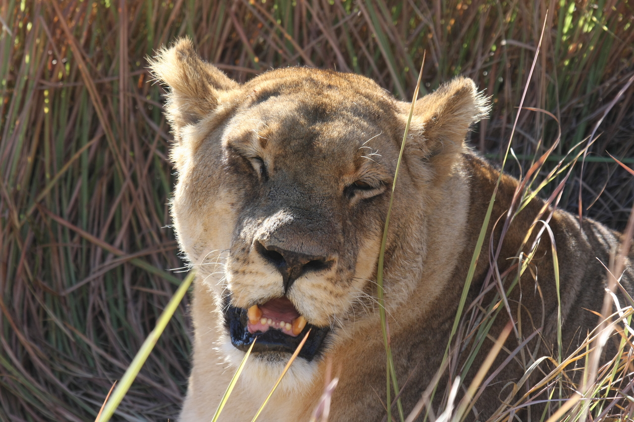 [18901] 2016_06_28_04_18_31_Africa_Canon_EOS_40D_IMG__10234.jpg