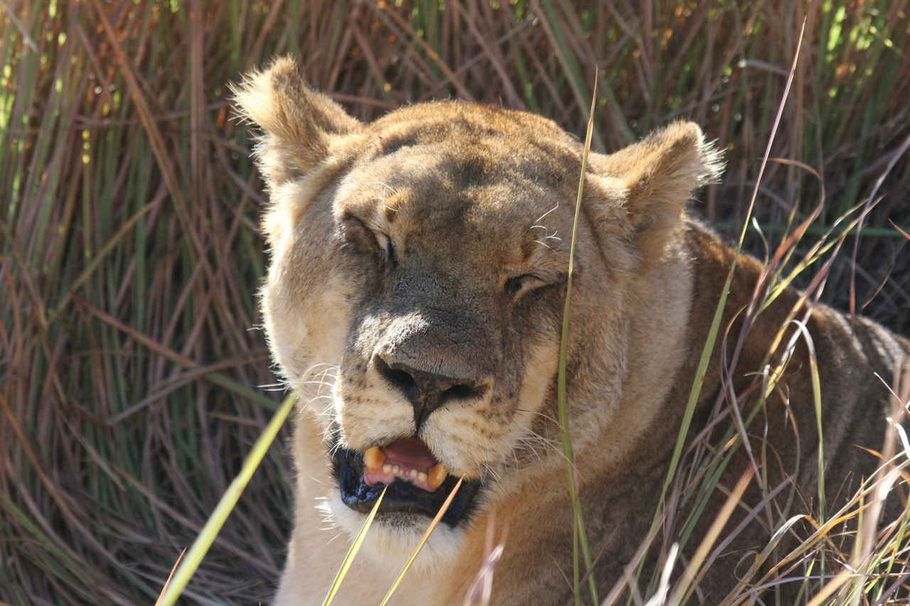 [18908] 2016_06_28_04_18_32_Africa_Canon_EOS_40D_IMG__10238.jpg