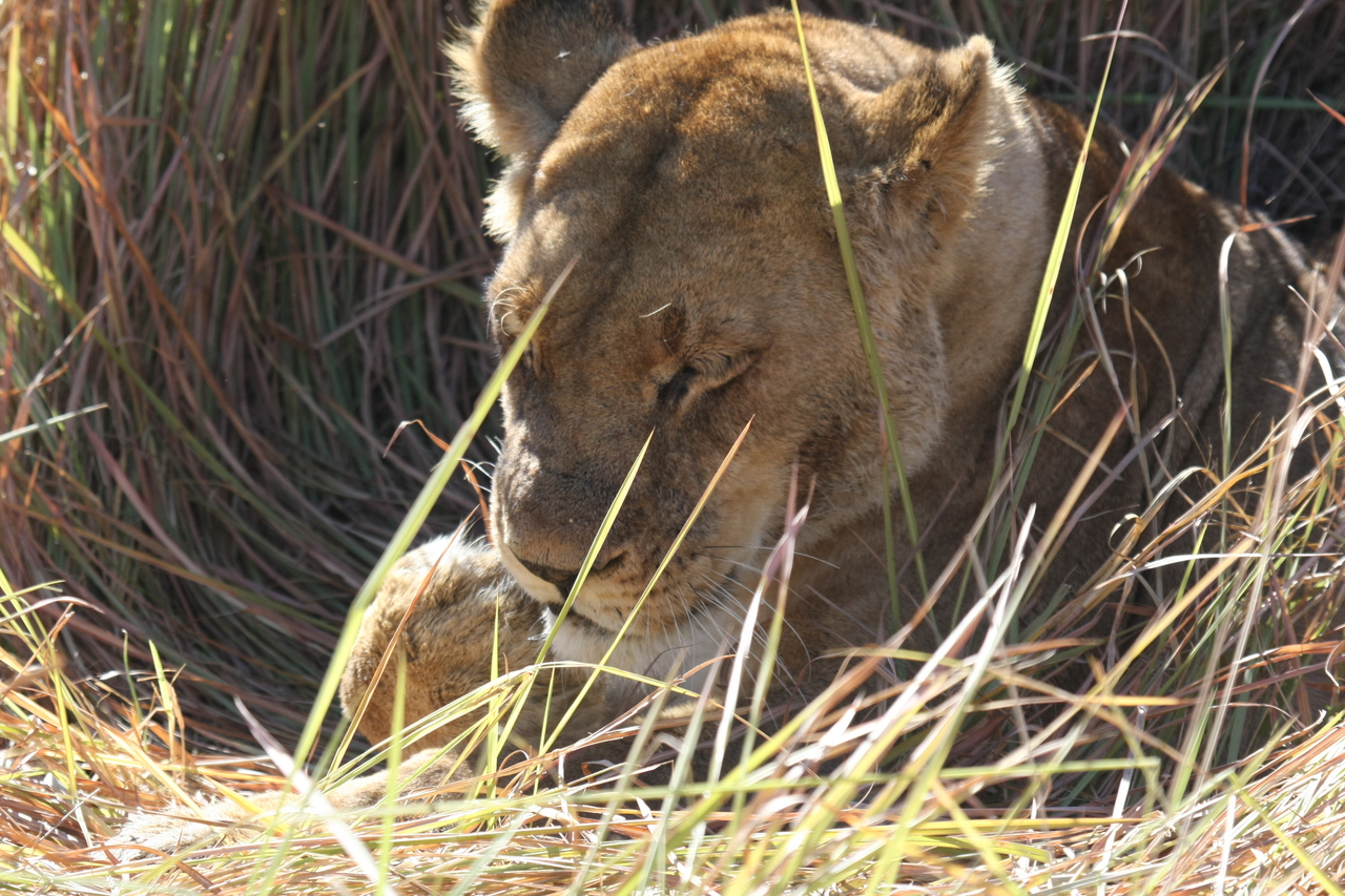 [18918] 2016_06_28_04_18_39_Africa_Canon_EOS_40D_IMG__10242.jpg