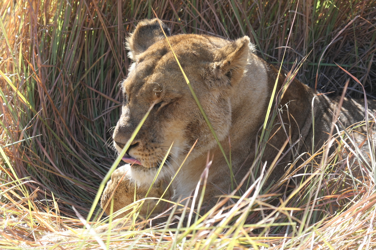 [18925] 2016_06_28_04_18_41_Africa_Canon_EOS_40D_IMG__00411.jpg