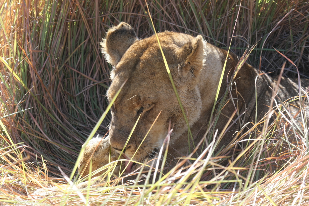 [18935] 2016_06_28_04_18_42_Africa_Canon_EOS_40D_IMG__10248.jpg