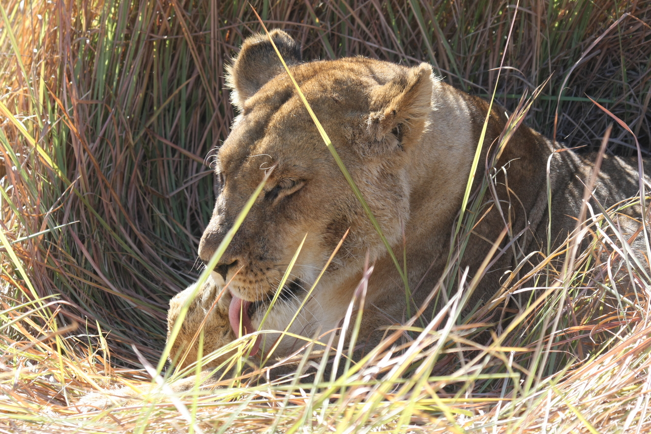 [18936] 2016_06_28_04_18_42_Africa_Canon_EOS_40D_IMG__10249.jpg