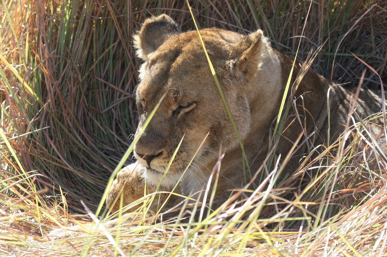 [18942] 2016_06_28_04_18_43_Africa_Canon_EOS_40D_IMG__10251.jpg