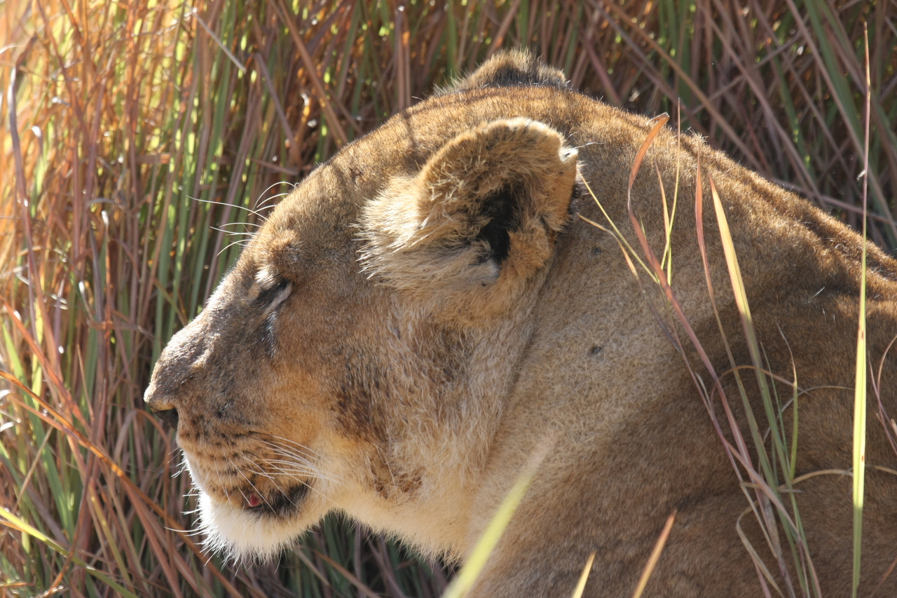 [18978] 2016_06_28_04_19_33_Africa_Canon_EOS_40D_IMG__10264.jpg