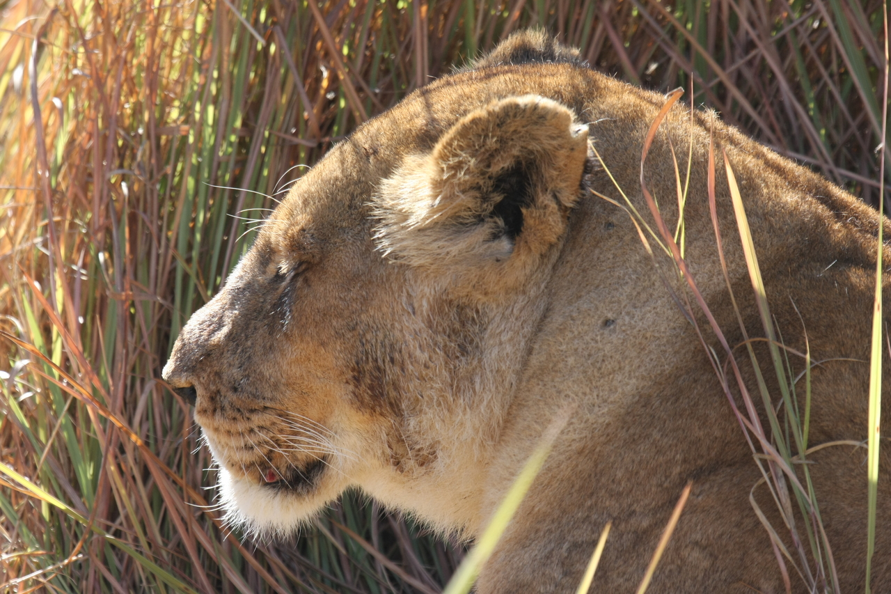 [18983] 2016_06_28_04_19_36_Africa_Canon_EOS_40D_IMG__10265.jpg