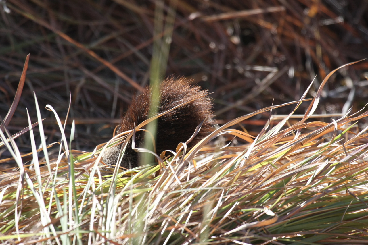 [19000] 2016_06_28_04_21_35_Africa_Canon_EOS_40D_IMG__00434.jpg