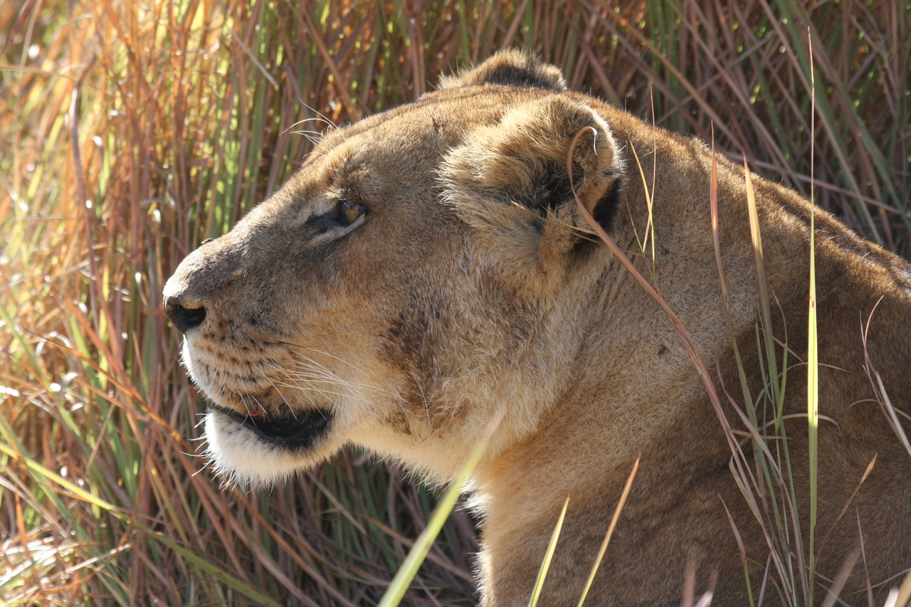 [19006] 2016_06_28_04_21_47_Africa_Canon_EOS_40D_IMG__00437.jpg