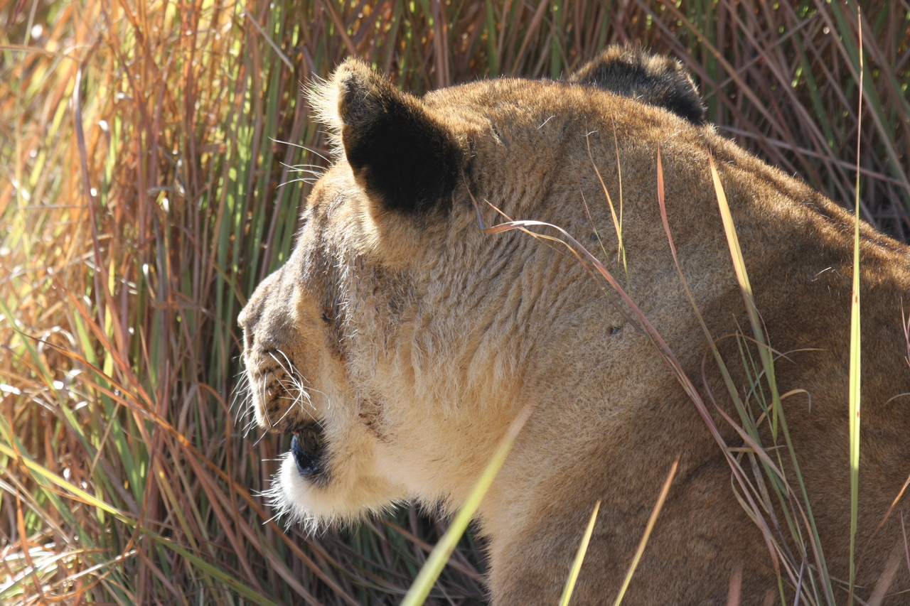 [19018] 2016_06_28_04_22_02_Africa_Canon_EOS_40D_IMG__00441.jpg