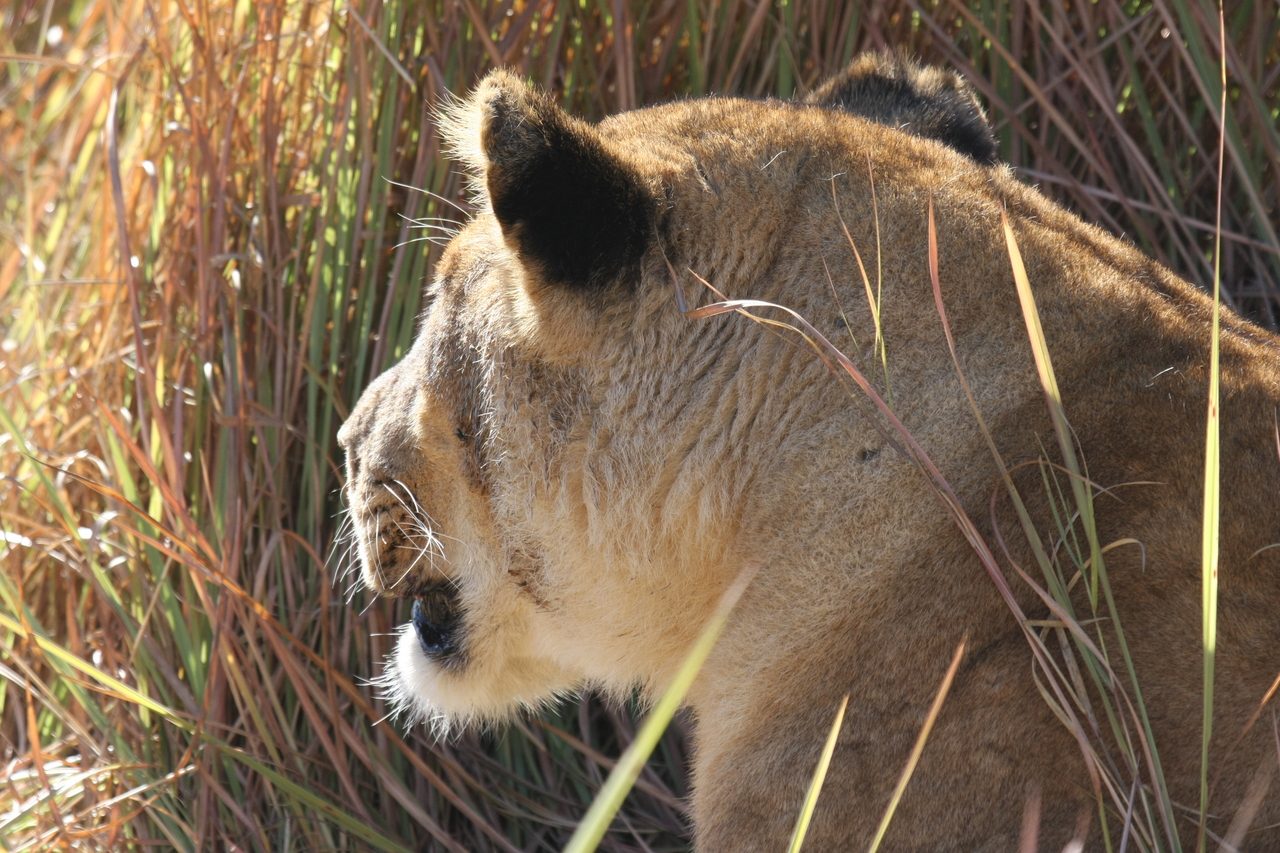 [19019] 2016_06_28_04_22_02_Africa_Canon_EOS_40D_IMG__00442.jpg