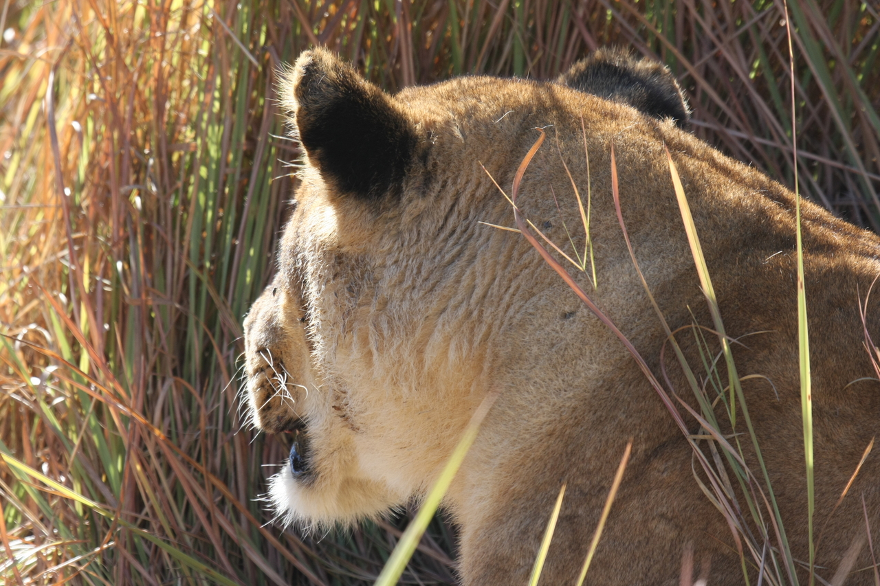 [19044] 2016_06_28_04_22_12_Africa_Canon_EOS_40D_IMG__02831.jpg