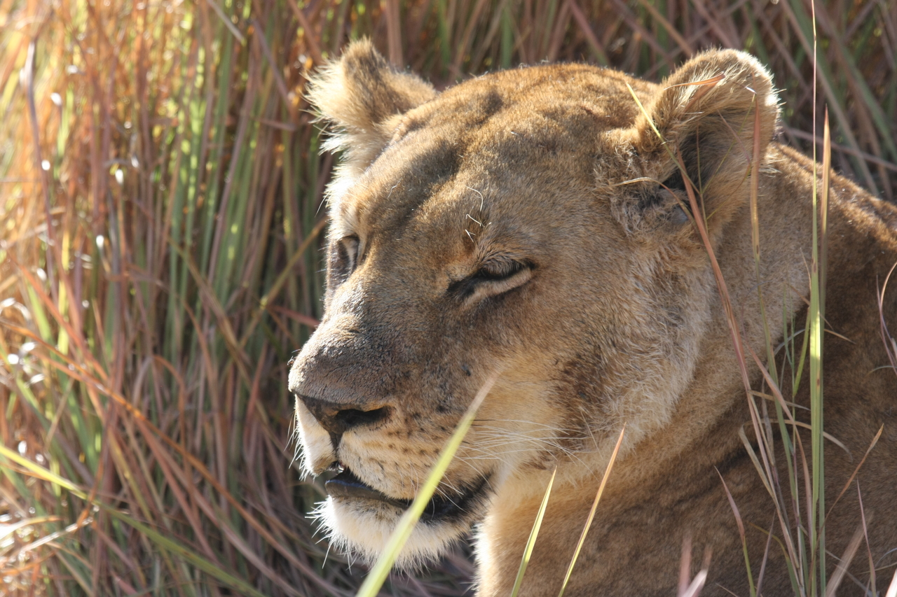 [19055] 2016_06_28_04_23_21_Africa_Canon_EOS_40D_IMG__00450.jpg