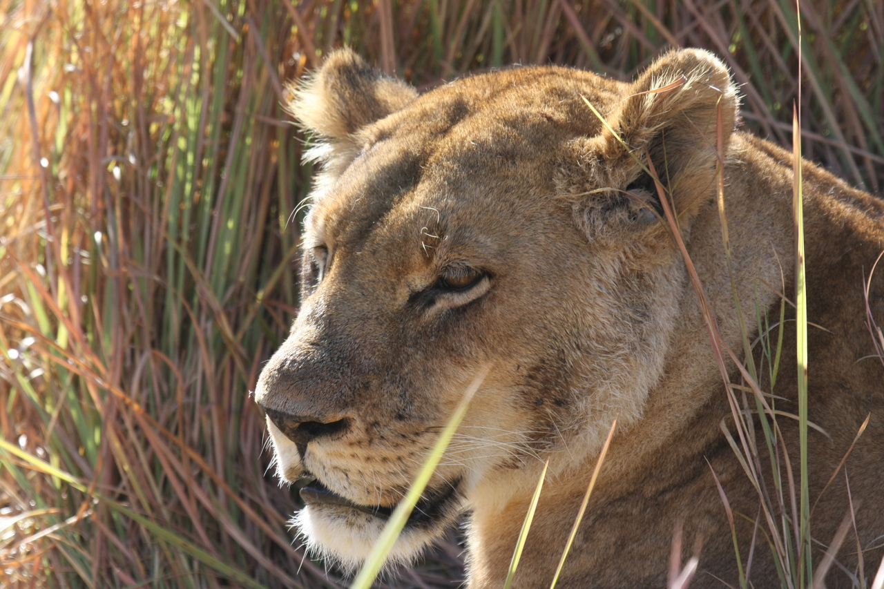 [19062] 2016_06_28_04_23_22_Africa_Canon_EOS_40D_IMG__02839.jpg