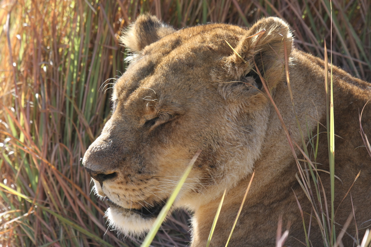 [19066] 2016_06_28_04_23_23_Africa_Canon_EOS_40D_IMG__02840.jpg