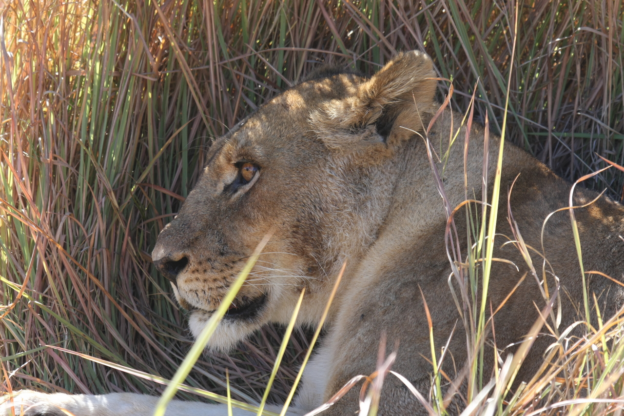 [19070] 2016_06_28_04_23_58_Africa_Canon_EOS_40D_IMG__00455.jpg